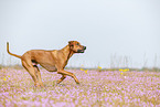 adult Rhodesian Ridgeback