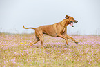 adult Rhodesian Ridgeback