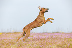 adult Rhodesian Ridgeback