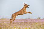 adult Rhodesian Ridgeback