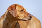 adult Rhodesian Ridgeback