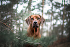 Rhodesian Ridgeback in summer