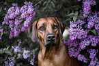 Rhodesian Ridgeback in summer