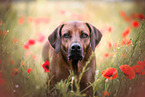 Rhodesian Ridgeback in summer