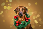 Rhodesian Ridgeback in studio