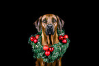 Rhodesian Ridgeback in studio