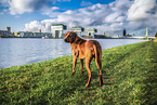 Rhodesian Ridgeback in summer