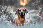 Rhodesian Ridgeback in winter