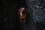 Rhodesian Ridgeback