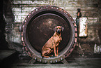 Rhodesian Ridgeback