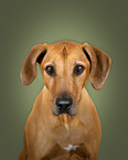 Rhodesian Ridgeback in studio