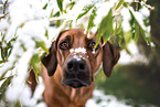 Rhodesian Ridgeback in winter