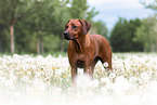 Rhodesian Ridgeback in summer