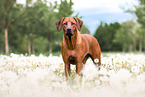 Rhodesian Ridgeback in summer