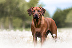 Rhodesian Ridgeback in summer