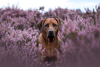 Rhodesian Ridgeback in summer