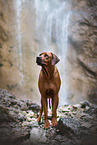 Rhodesian Ridgeback