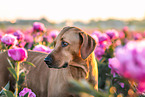 Rhodesian Ridgeback in summer