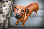 Rhodesian Ridgeback