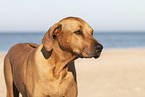 Rhodesian Ridgeback in summer