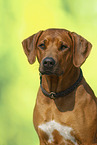 Rhodesian Ridgeback