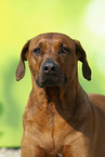 Rhodesian Ridgeback