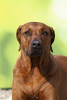 Rhodesian Ridgeback