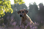 Rhodesian Ridgeback