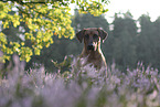 Rhodesian Ridgeback