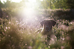 Rhodesian Ridgeback