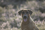 Rhodesian Ridgeback