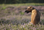 Rhodesian Ridgeback