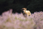 Rhodesian Ridgeback