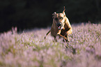 Rhodesian Ridgeback