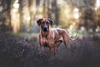 Rhodesian Ridgeback