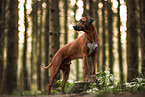 Rhodesian Ridgeback