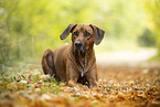 male Rhodesian Ridgeback
