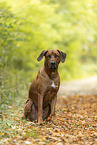 male Rhodesian Ridgeback