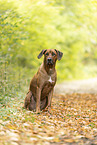 male Rhodesian Ridgeback