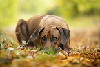 male Rhodesian Ridgeback