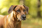 male Rhodesian Ridgeback