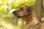 male Rhodesian Ridgeback