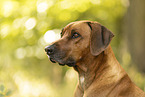 male Rhodesian Ridgeback