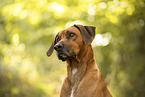 male Rhodesian Ridgeback