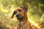 male Rhodesian Ridgeback