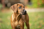 Rhodesian Ridgeback Puppy