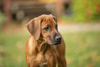 Rhodesian Ridgeback Puppy