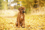 Rhodesian Ridgeback Puppy