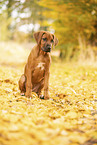 Rhodesian Ridgeback Puppy