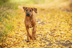 Rhodesian Ridgeback Puppy